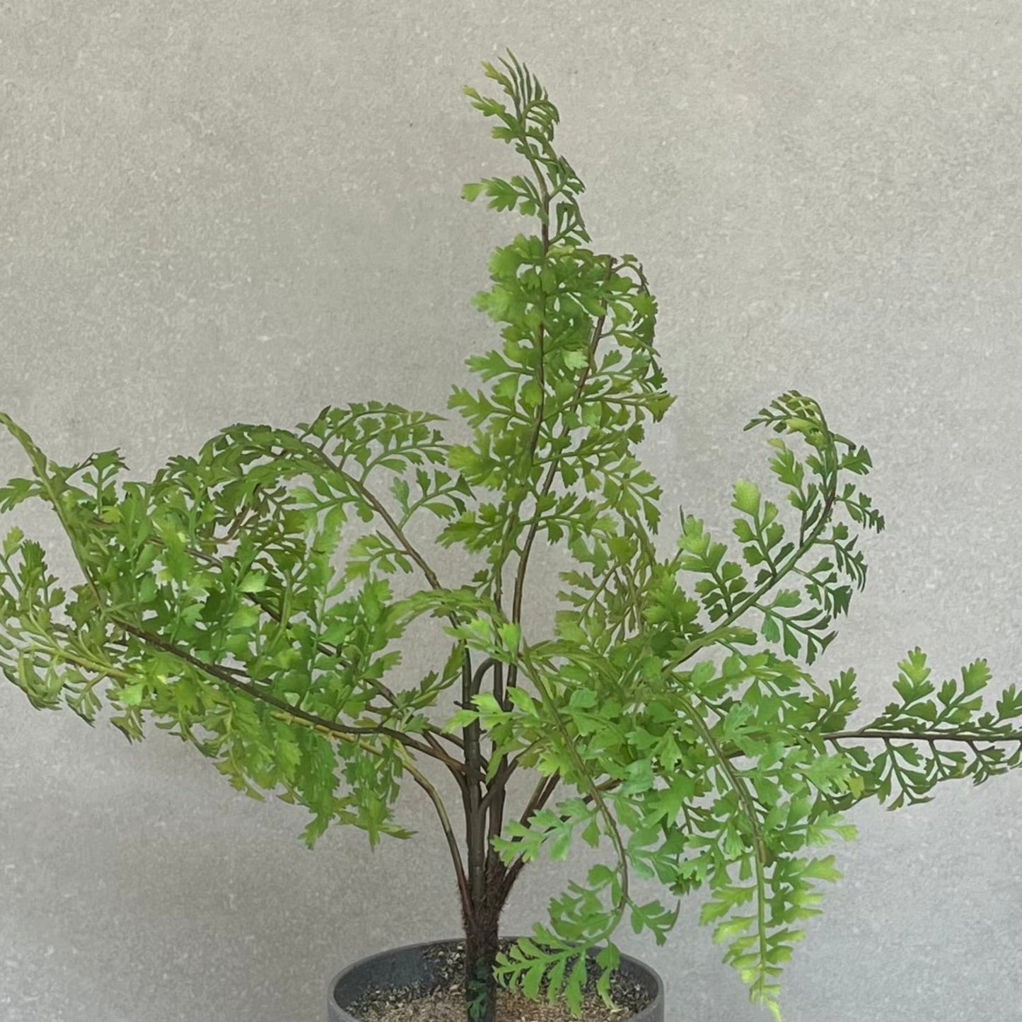 Artificial Fern Potted Plant