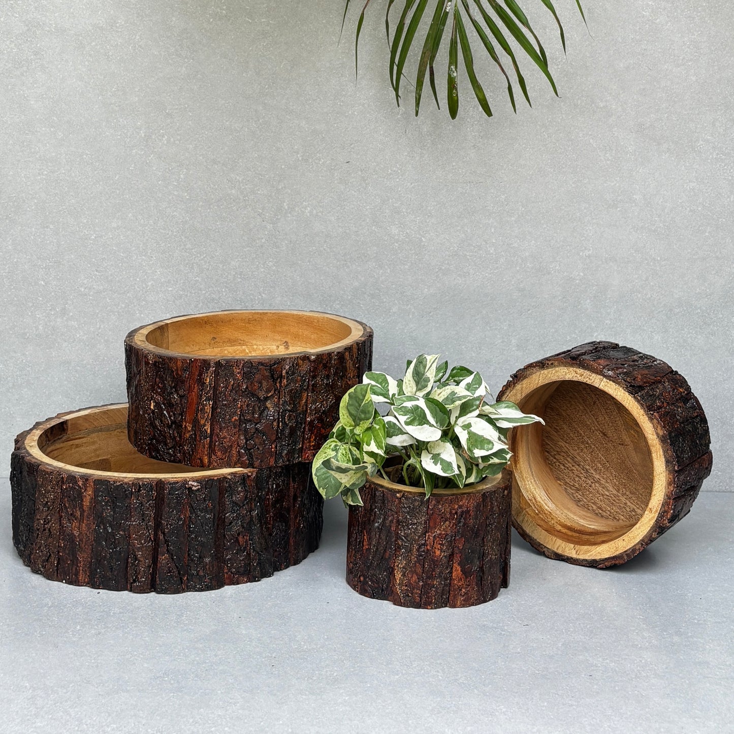 Drift Wood Planter/ Display Base