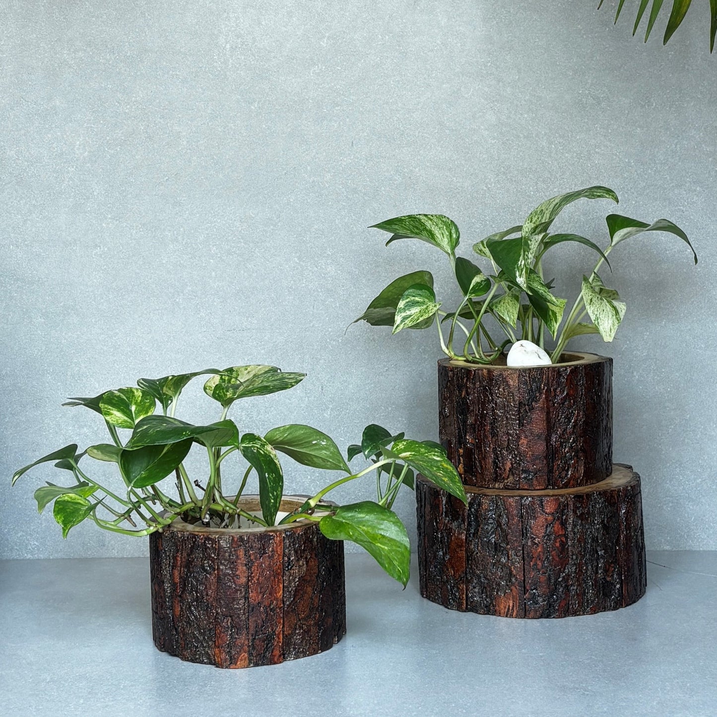 Drift Wood Planter/ Display Base