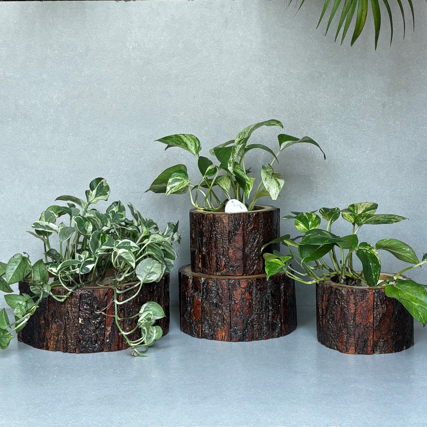 Drift Wood Planter/ Display Base