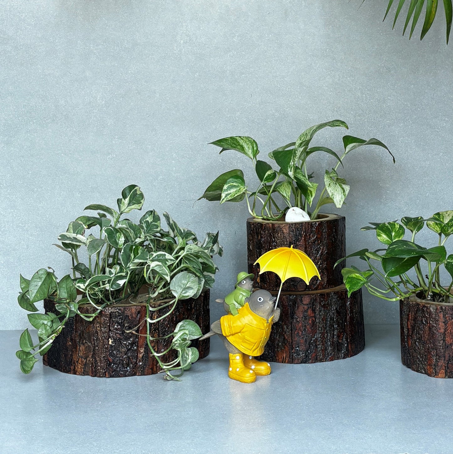 Drift Wood Planter/ Display Base