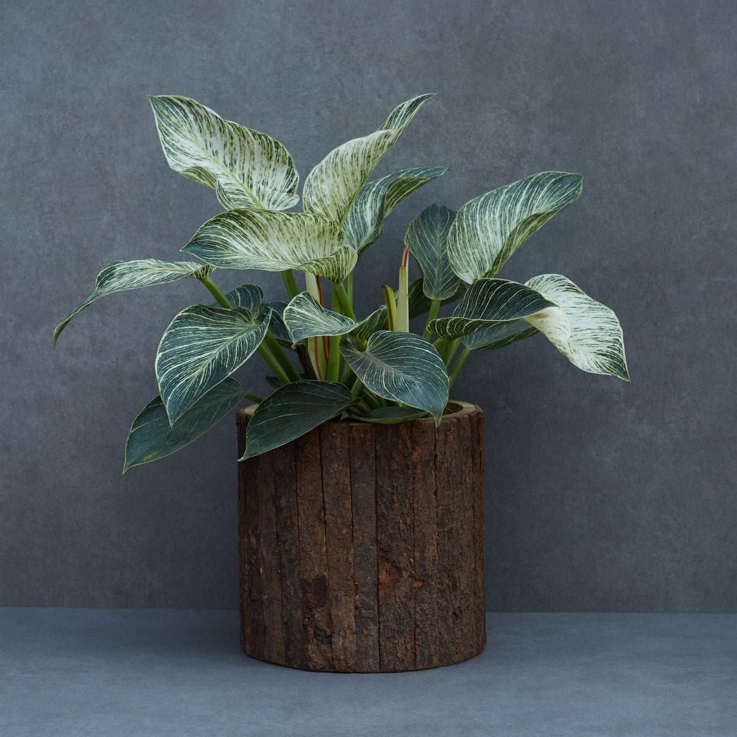 Wooden Bark Planter