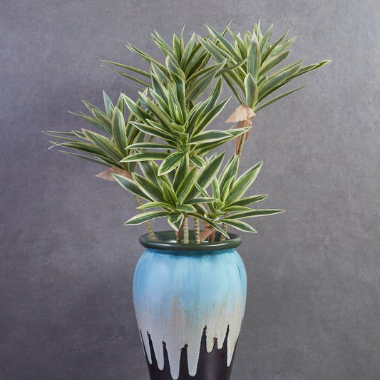 Artificial Song Of India Plant