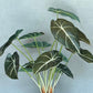 Artificial Alocasia Hybrid plant