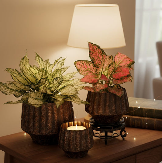 Rustic Tabletop Metal Planters - Set Of 3