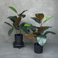 Artificial Rubber Potted Plant