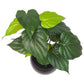 Artificial Alocasia Green Plant