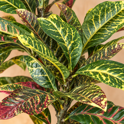 Close-up of Artificial Croton foliage bunch showcasing realistic green, yellow and burgundy variegated leaves with detailed natural veining.