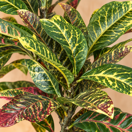 Artificial Croton Leaf Stem