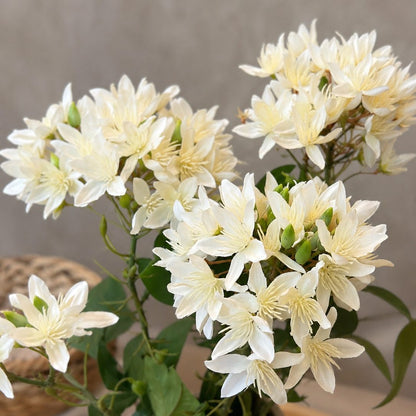 Close-up lifestyle image of delicate white clematis artificial flowers in a textured neutral vase, showcasing intricate petal detailing and soft natural styling.