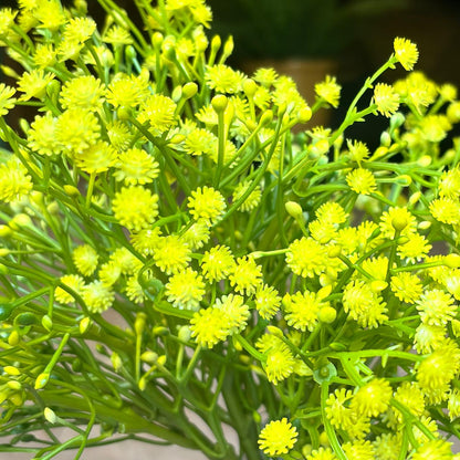 Close-up of realistic Artificial Yellow Baby's Breath flowers showcasing detailed blooms and lifelike green stems.
