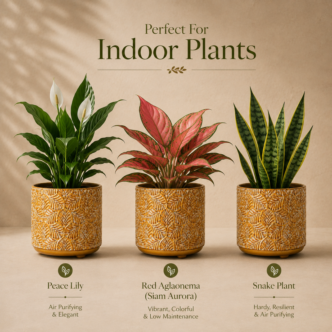 Mustard yellow embossed ceramic planter displayed with Peace Lily, Red Aglaonema (Siam Aurora), and Snake Plant to showcase ideal indoor plant pairings.