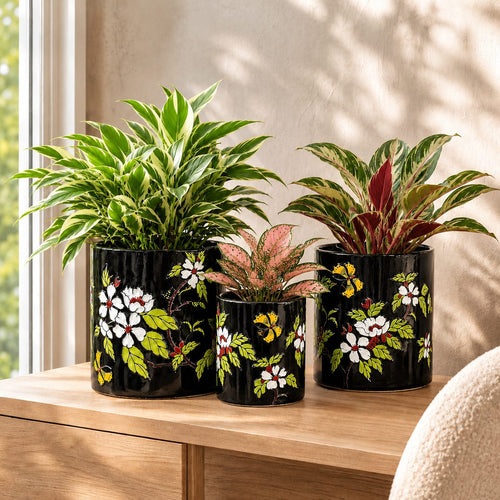 Hand-painted black ceramic planter set featuring a variegated peace lily, pink aglaonema, and red aglaonema in a premium indoor décor setting.