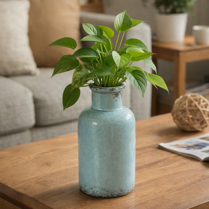 blue-ceramic-vase-money-plant-coffee-table-lifestyle