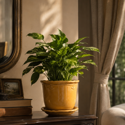 Mustard glazed ceramic planter styled with a lush green indoor plant on a wooden console, adding warmth and elegance to modern home interiors.