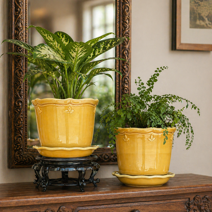 Set of glossy mustard yellow ceramic planters with lush green indoor plants placed on a wooden console table with an ornate mirror in the background, creating a warm and elegant home decor setting.