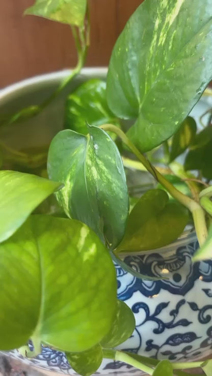 Large Blue And White Porcelain  Planter