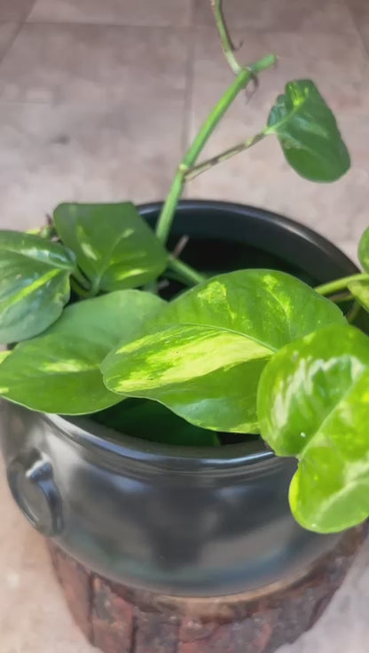 Black Round Footed Ceramic Handi Planter
