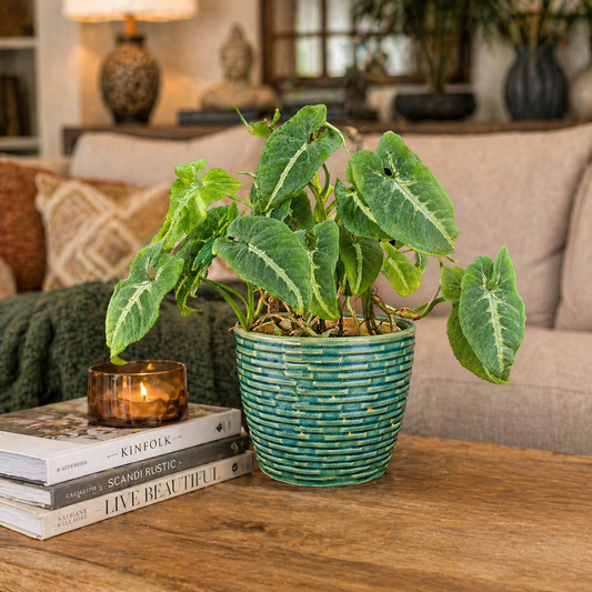 Teal ribbed ceramic planter with lush green indoor plant styled on a wooden coffee table in a cozy living room setting with books and candle.