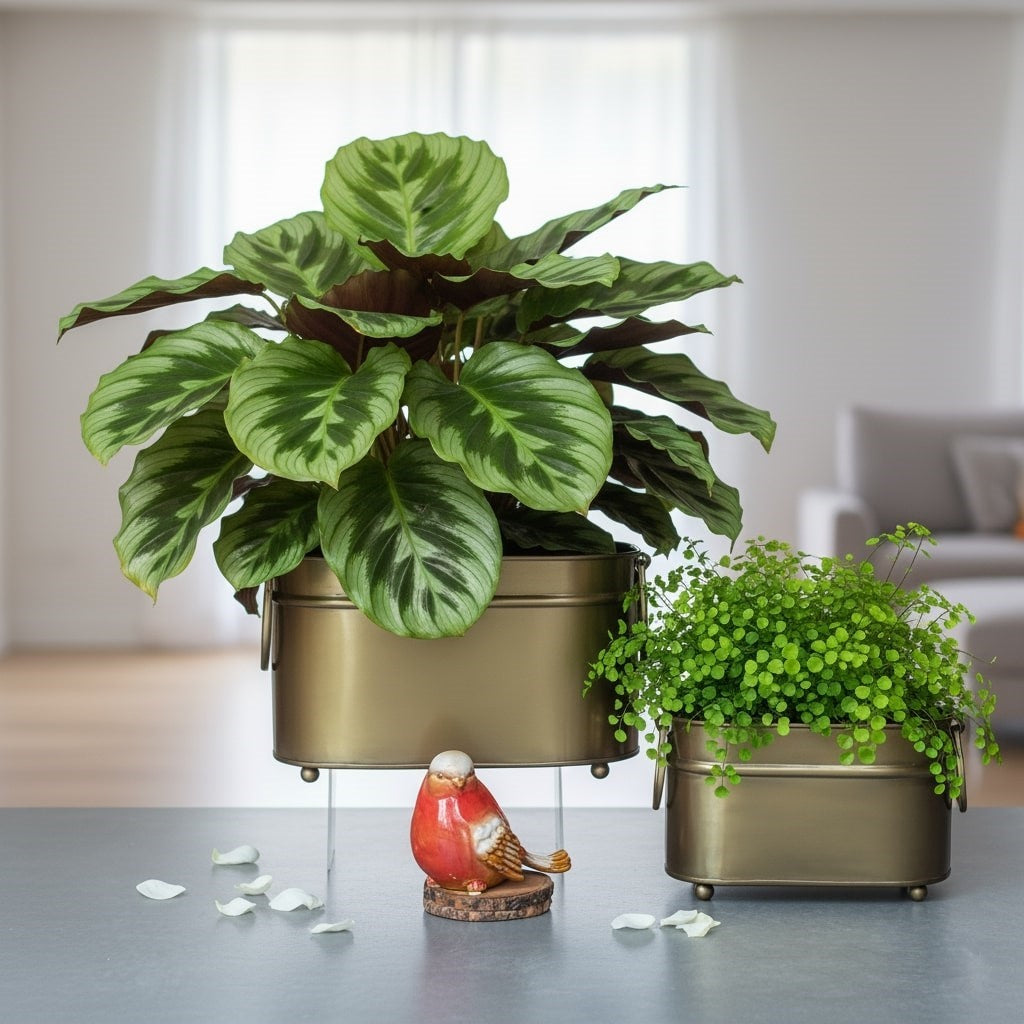 Handcrafted vintage brass rectangular indoor planter styled with green foliage plants, a premium metal planter for living room décor.
