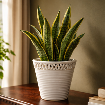 White ribbed ceramic planter with intricate lattice-cut rim styled with a lush green snake plant on a dark polished wooden console against a deep olive-green wall, luxury home décor setting with soft natural light.